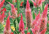 けいとう Celosia argentea