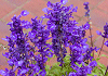 ブルーサルビア Salvia Blue Queen, Salvia farinacea