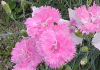 カーネーション dianthus caryophyllus