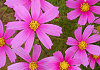 秋桜 Cosmos bipinnatus