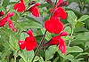 チェリーセージ Salvia greggii