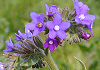 アルカネット又はアンチューサ Anchusa officinalis