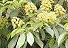山車 Trochodendron aralioides