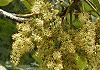 山漆 Rhus trichocarpa