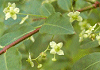 こまゆみ Euonymus alatus var. ciliatodentatus