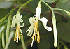瓜の木 Alangium platanifolium