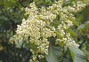 泡吹 Meliosma myriantha