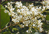 鼠もち Ligustrum japonicum