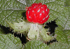 こばのふゆいちご Rubus pectinellus