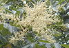 ぬるで Rhus javanica