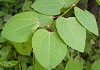 かつら Cercidiphyllum Japonicum