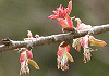 かつら Cercidiphyllum Japonicum