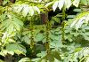 沢胡桃 Pterocarya rhoifolia
