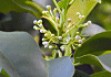そよご Ilex pedunculosa