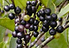 ひさかき Eurya japonica