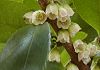 ひさかき Eurya japonica