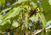 みずなら Quercus mongolica