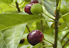 いぬびわ Ficus erecta