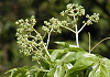 ごんずい Euscaphis japonica