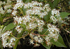 かなめもち Photinia glabra