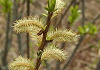おのえやなぎ Salix sachalinesis