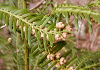 いぬがや Cephalotaxus harringtonia