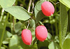 うぐいすかぐら Lonicera gracilipes