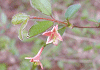 うぐいすかぐら Lonicera gracilipes