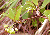 さるとりいばら Smilax china