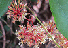 さつまさんきらい Smilax bracteata