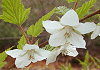 ながばもみじいちご Rubus palmatus