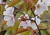 霞桜 Prunus verecunda