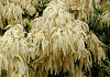 すだ椎 Trochodendron aralioides