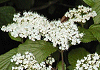 みやまがまずみ Viburnum wrghtii