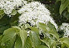 みずき Cornus controbersa