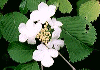 藪手毬 Viburnum plicatum
