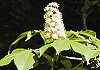 とちのき Aesculus turbinata