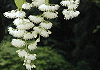 おおばあさがら Pterostyrax hispidus