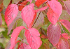 やまぼうし紅葉