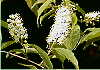 うわみずざくら Prunus grayana