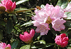つくししゃくなげ Rhododendron metternichii