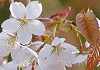 やまざくら Prunus jamasakura