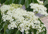くまのみずき Cornus macrophylla
