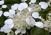 いわがらみ Schizophragma hydrangeoides
