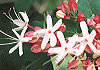くさぎ Clerodendron trichotomum