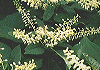 りょうぶ Clethra barbinervis
