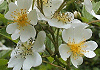 野茨 Rosa multiflora