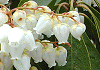 あせび Pieris japonica