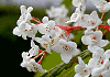 おとこようぞめ Viburnum phlebotrichum