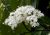 がまずみ Viburnum dilatatum